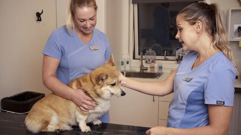 Sara Olsson och kollegan Madelene Olsson tar sig en titt på Madelenes hund Jessie, en sju år gammal welsh corgi pembroke.