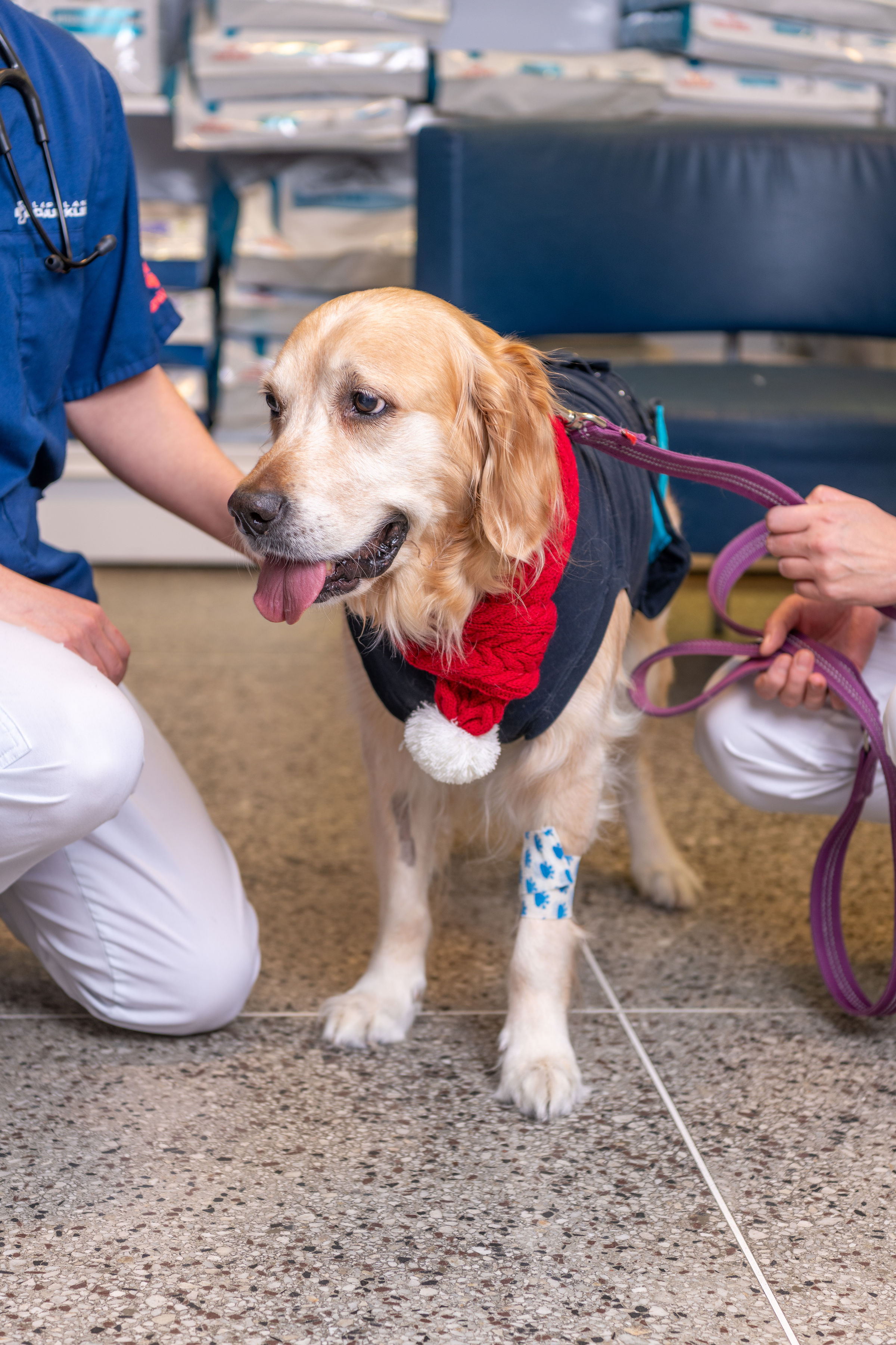 Bild på golden retrievern Athena, 8 år, som besöker Lapplands Djurklinik.