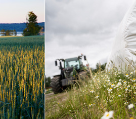 Kollage med bild på fält samt hösilage med traktor i bakgrunden.