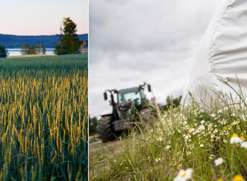Kollage med bild på fält samt hösilage med traktor i bakgrunden.