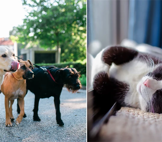 Bild på hundar och katt.