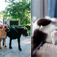 Bild på hundar och katt.