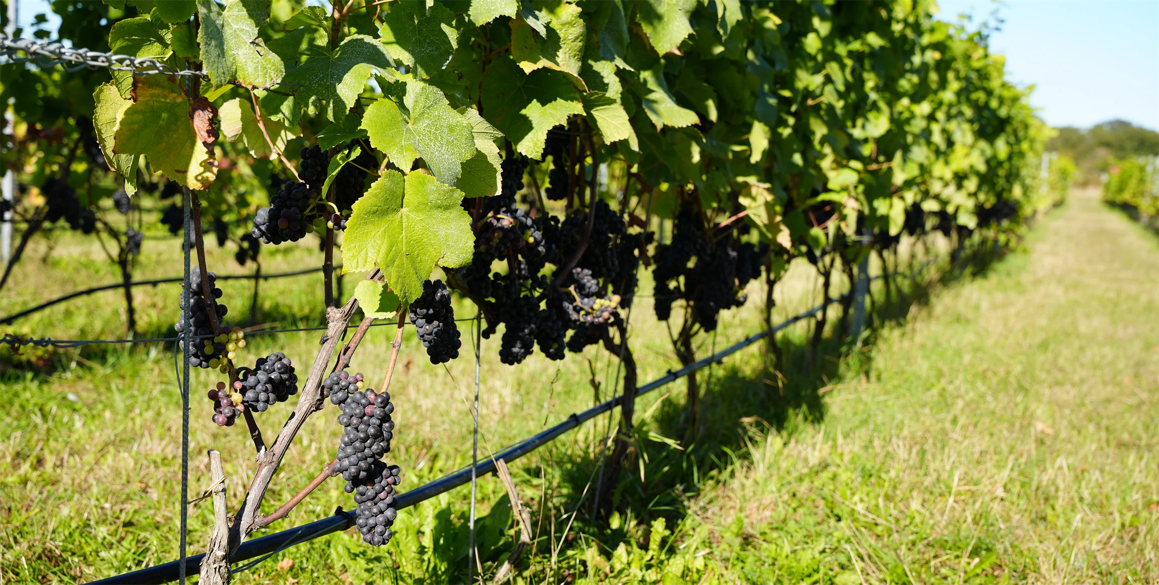 Bild på vinplantage.