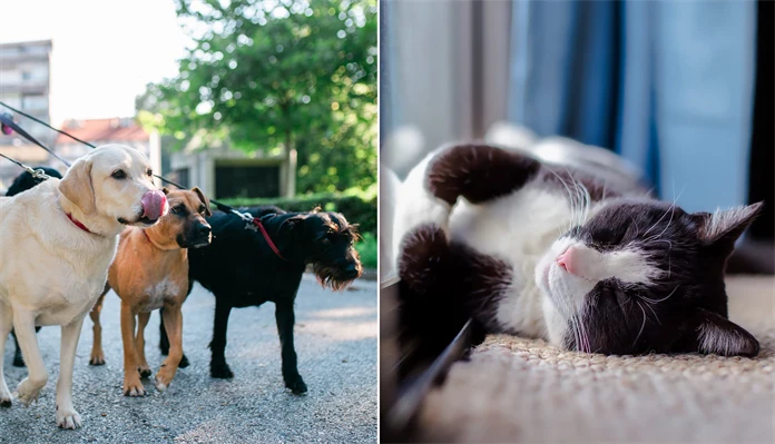 Bild på hundar och katt.