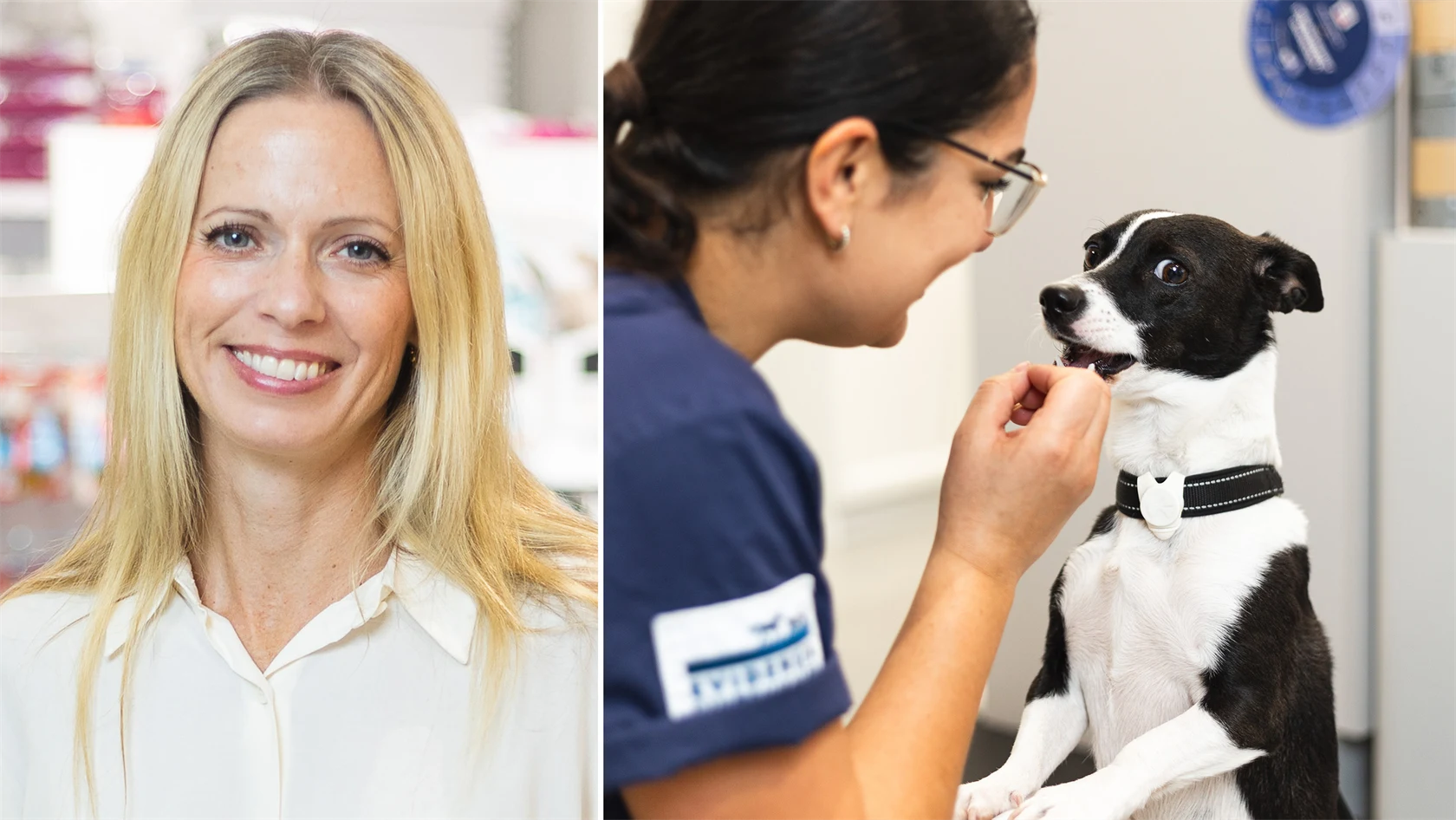 Bild på Marlene Areskog, chefsveterinär på Evidensia, och hunden Selma som får en belöning vid sitt besök på kliniken.