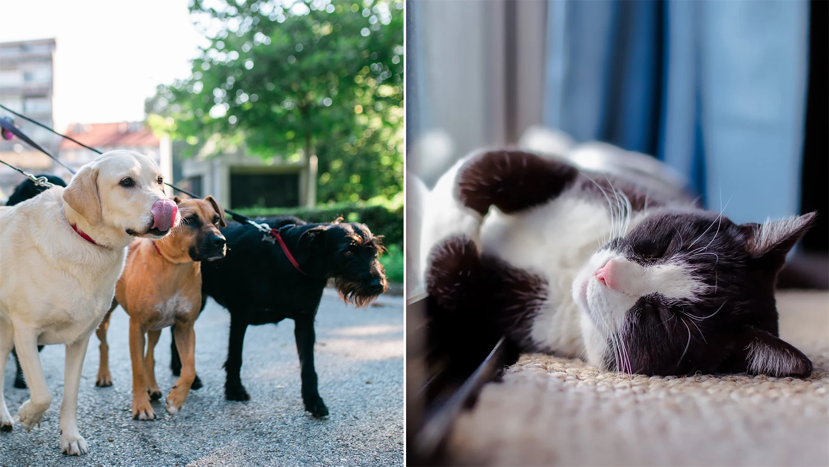 Bild på hundar och katt.