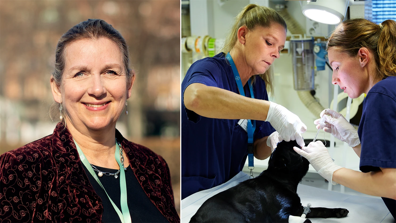 Elisabet Ellström, ordförande Svensk Djursjukvård.